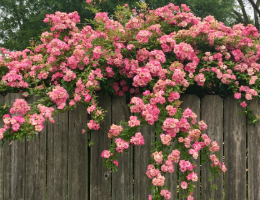 Rose Peggy Martin.